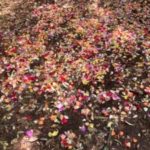 fleurs saint sacrement