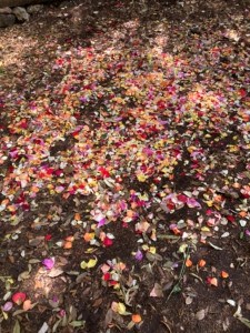 fleurs saint sacrement